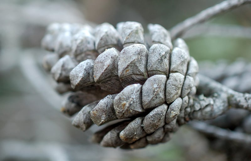 Pine Cone Place Cards